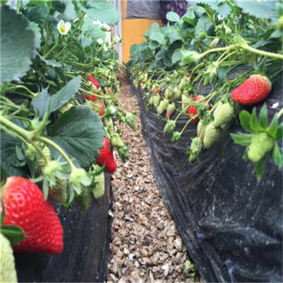 河南鹤壁适合大棚种植的脱毒草莓苗有哪些